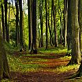 In the Wizard's Woods