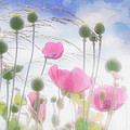pink poppies in a paper tissue sky