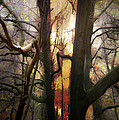 Somewhere in the Forest