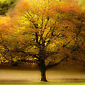 Tree of Fall