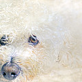 Bosco
