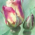 Rose and Rosey