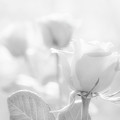 three roses in black and white